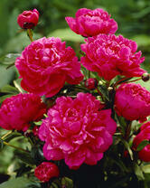 Без бренда «2KMB-4036» в Казане