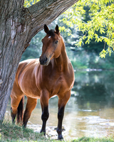 Без бренда «Коробка 20 шт: Лошадь у дерева» в Казане