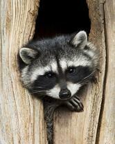 Без бренда «Енот в дупле» в Казане