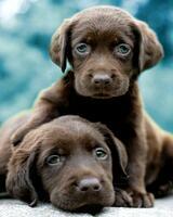 Без бренда «Симпатичные щенки лабрадора» в Казане в интернет-магазине Без бренда «Симпатичные щенки лабрадора» в Казане