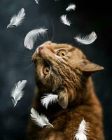 Без бренда «Кот среди перышек» в Казане