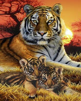 Тигрица и два тигренка на закате