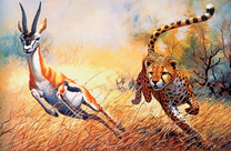 Леопард в погоне за газелью