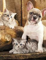 Без бренда «Милый щенок французского бульдога и два котёнка» в Казане в интернет-магазине Без бренда «Милый щенок французского бульдога и два котёнка» в Казане
