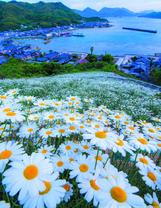 Поляна ромашек с видом на морскую бухту
